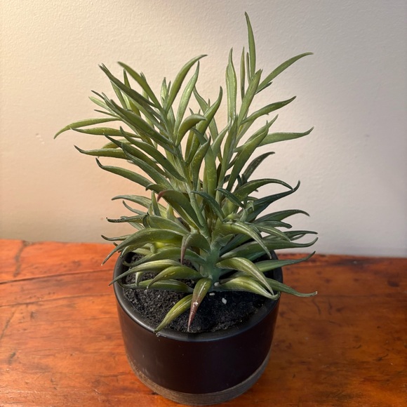 Threshold Other - Threshold Potted Faux Succulent Plant Indoor Plant Porch Decor